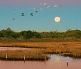 Marsh Moonset_30656